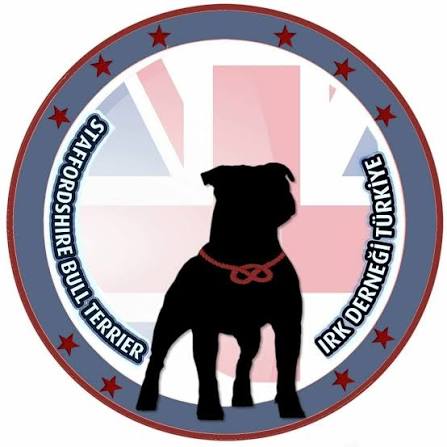 STAFFORDSHIRE BULL TERRIER IRK DERNEĞİ