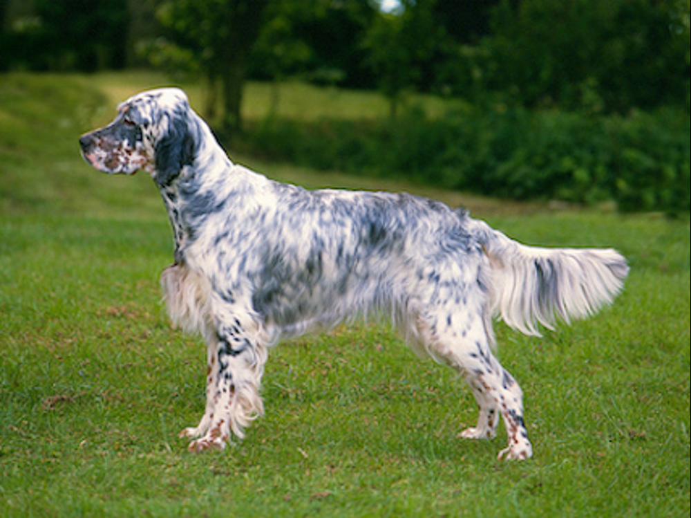 English Setter