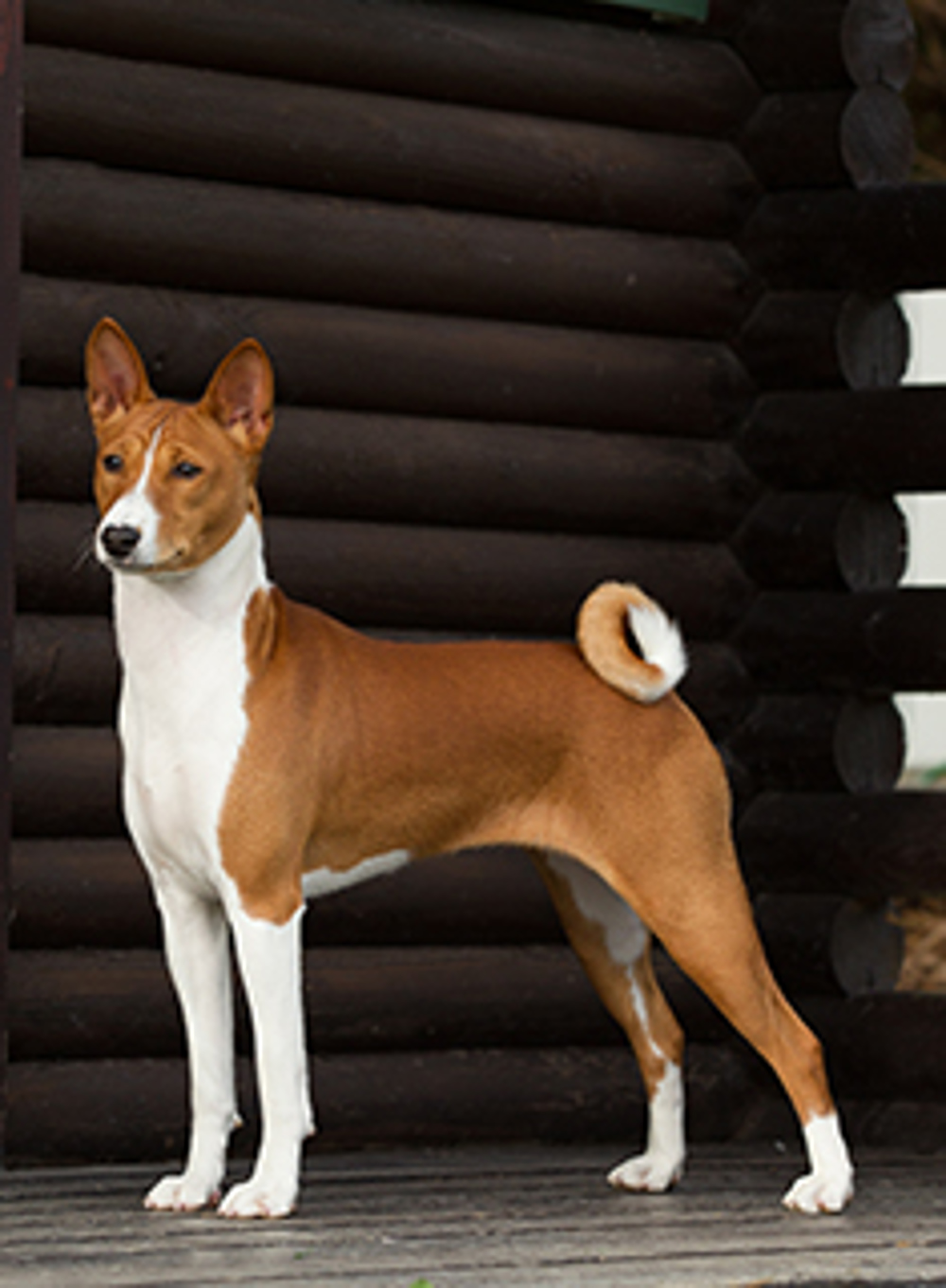 Basenji