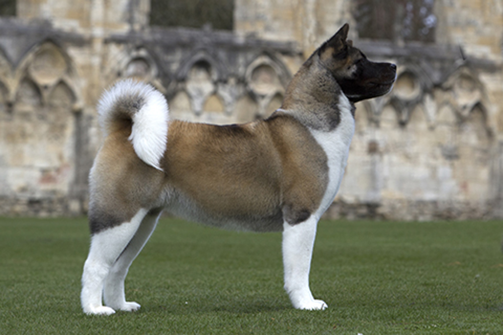 American Akita