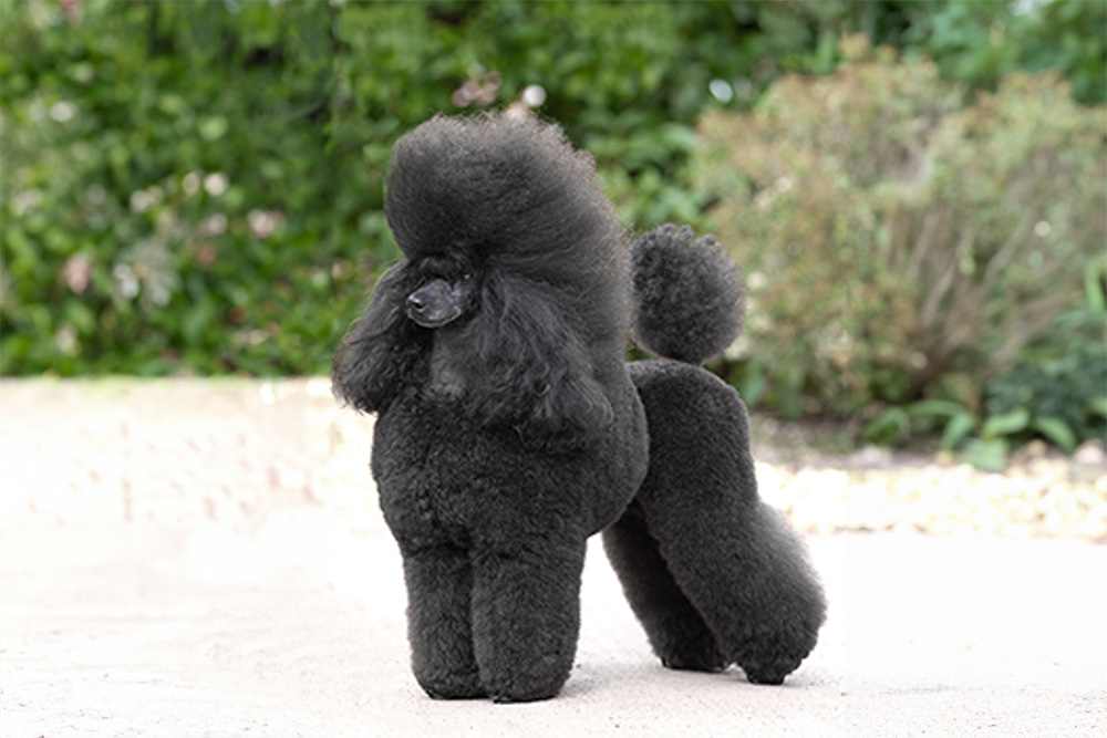 Poodle Miniature White, Black, Brown