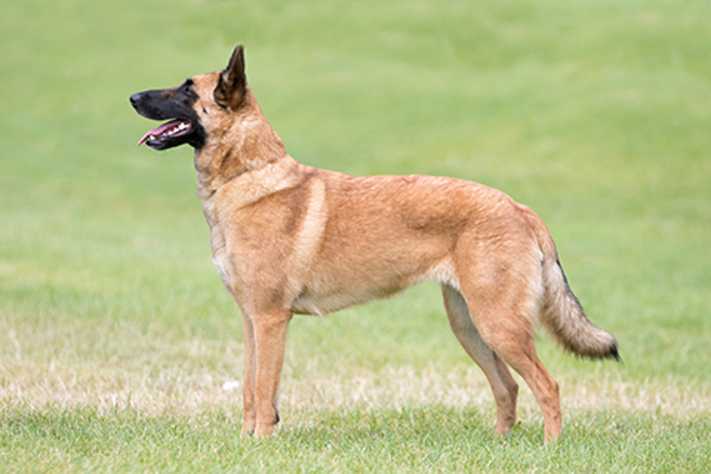 Belgian Shepherd Dog Malinois