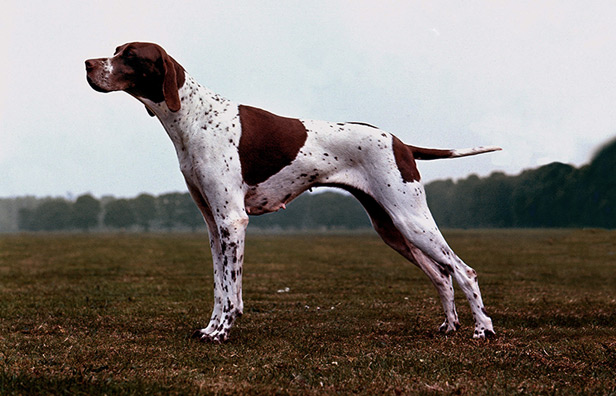 English Pointer