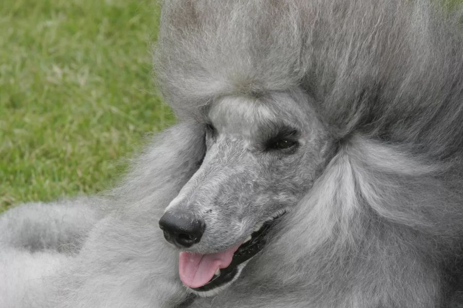 Poodle Standard White, Black, Brown