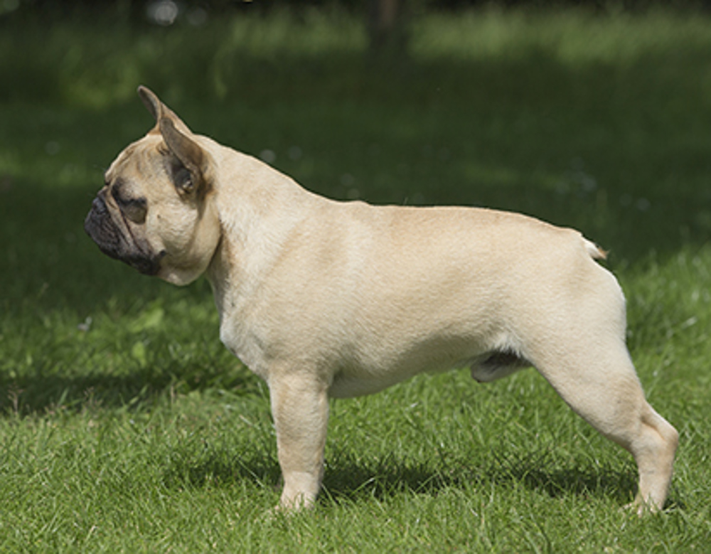 French Bulldog