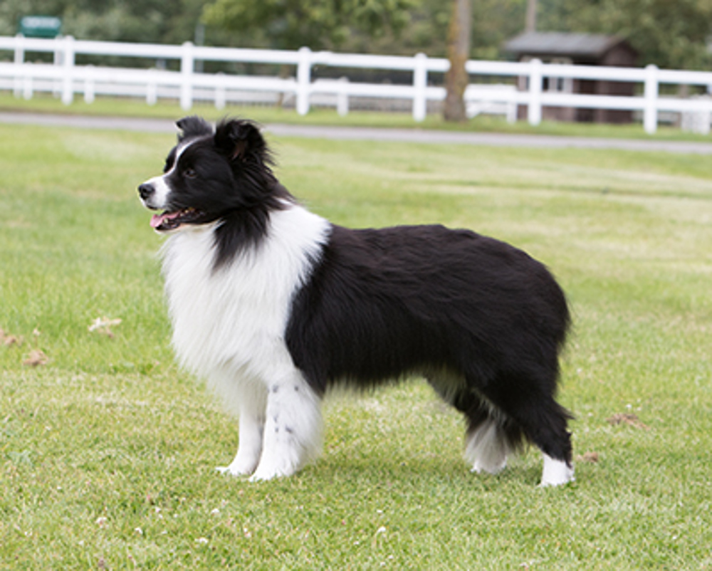 Border Collie
