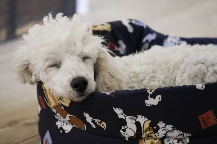 Poodle Medium Grey-Fawn