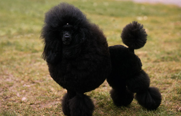Poodle Toy White, Black, Brown