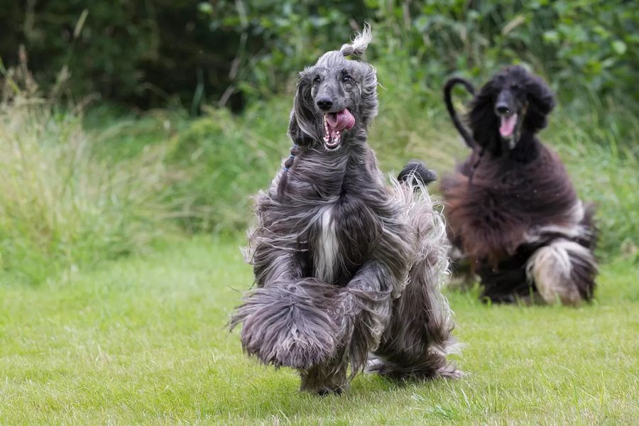Afghan Hound