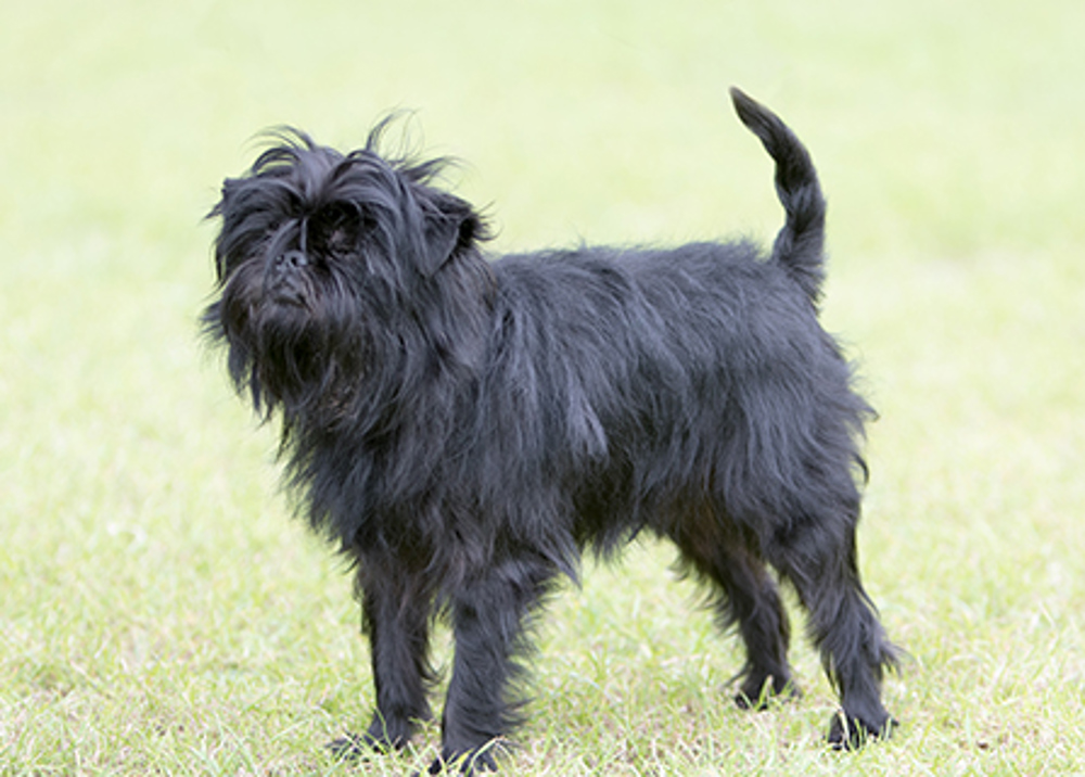 Affenpinscher