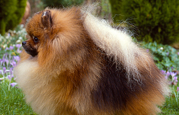 German Spitz Pomeranian