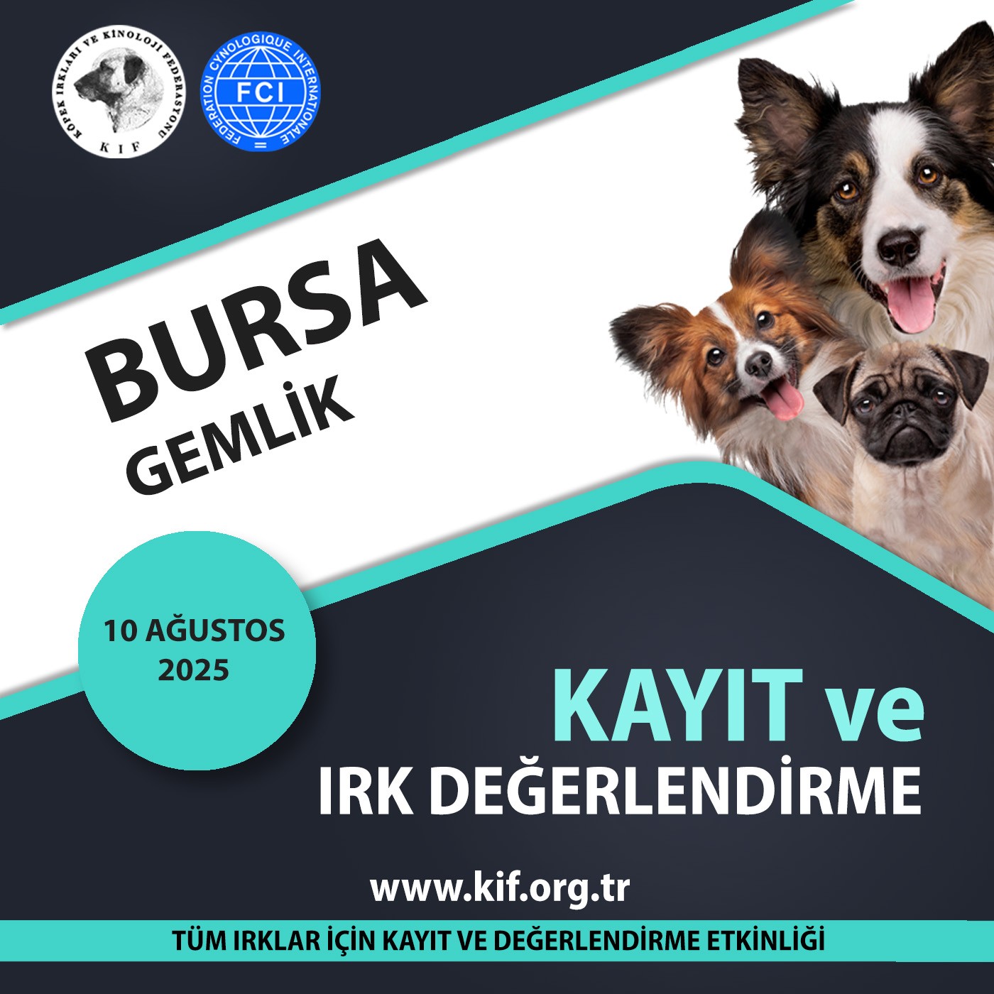 Bursa Gemlik Kayıt ve Irk Değerlendirme Haziran 2025