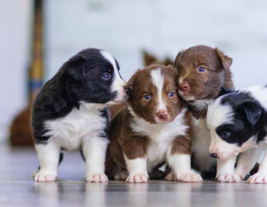 Şecereli köpek