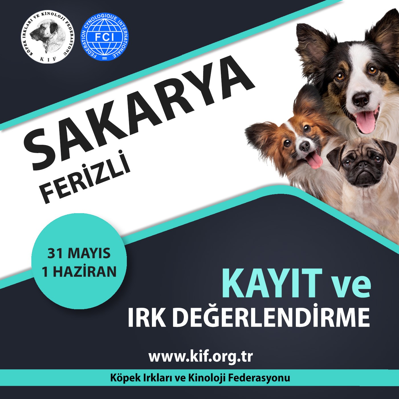 Sakarya Ferizli Kayıt ve Irk Değerlendirme