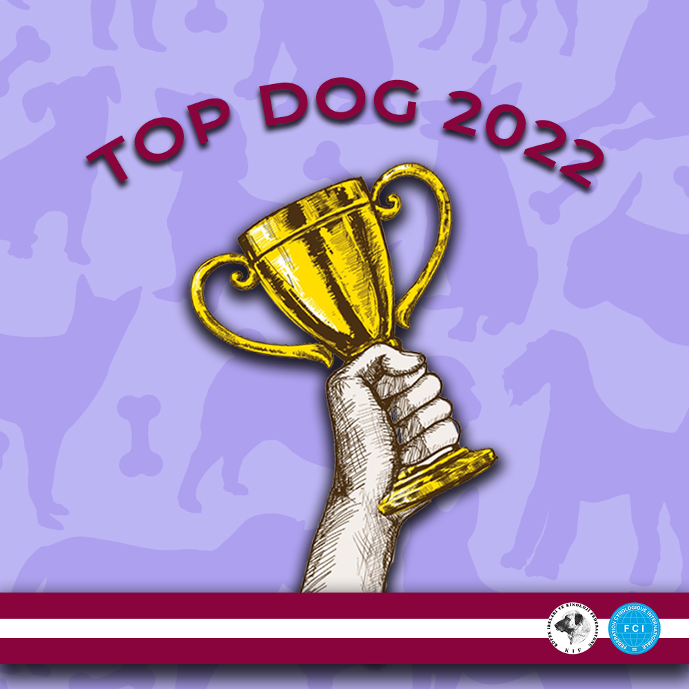 TOP DOG Başvuru Süreci