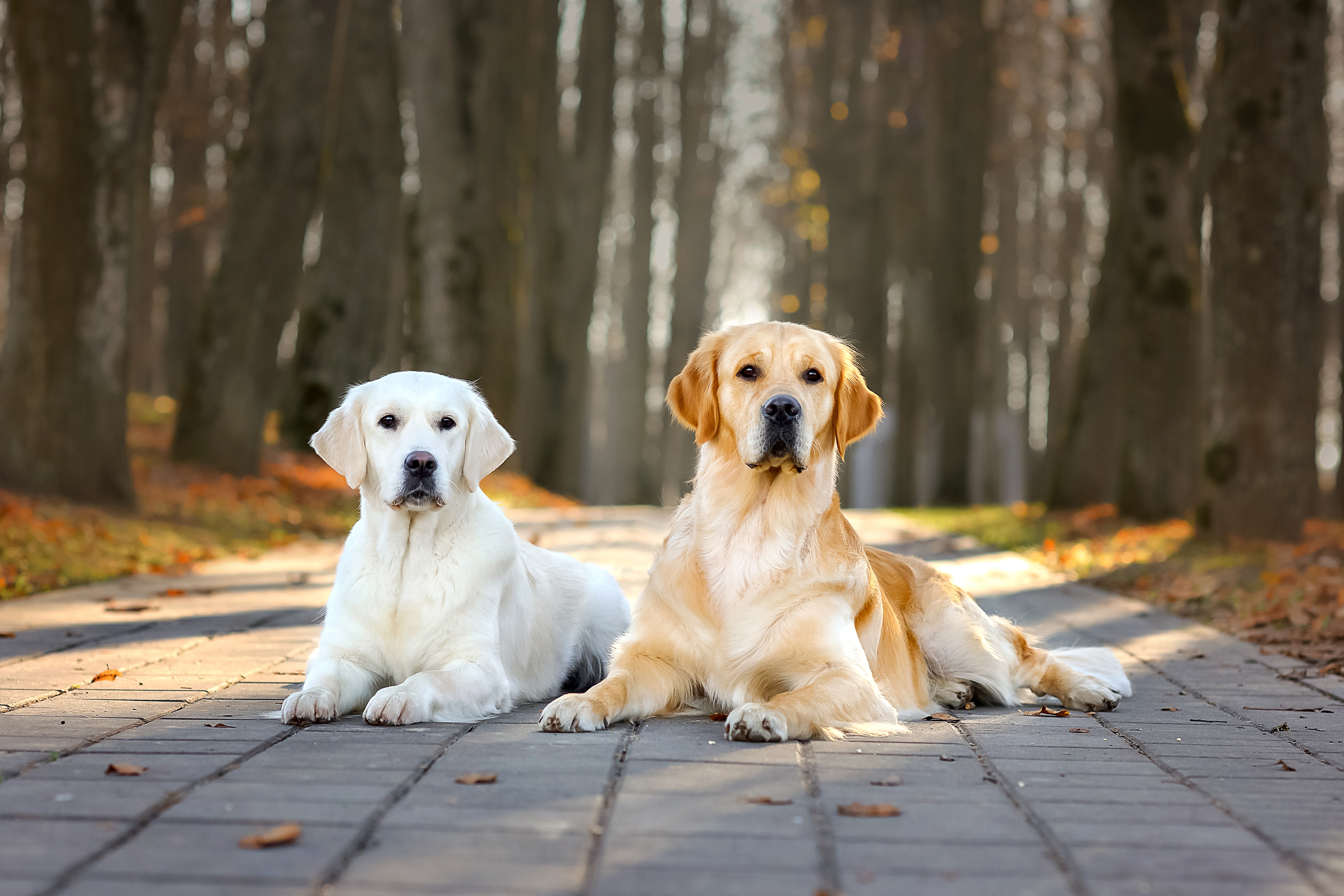 Köpek Yetiştiricileri için Sabırsız Bir Süreç: Dişi Köpeğimi Ne Zaman Çiftleştirmeliyim?