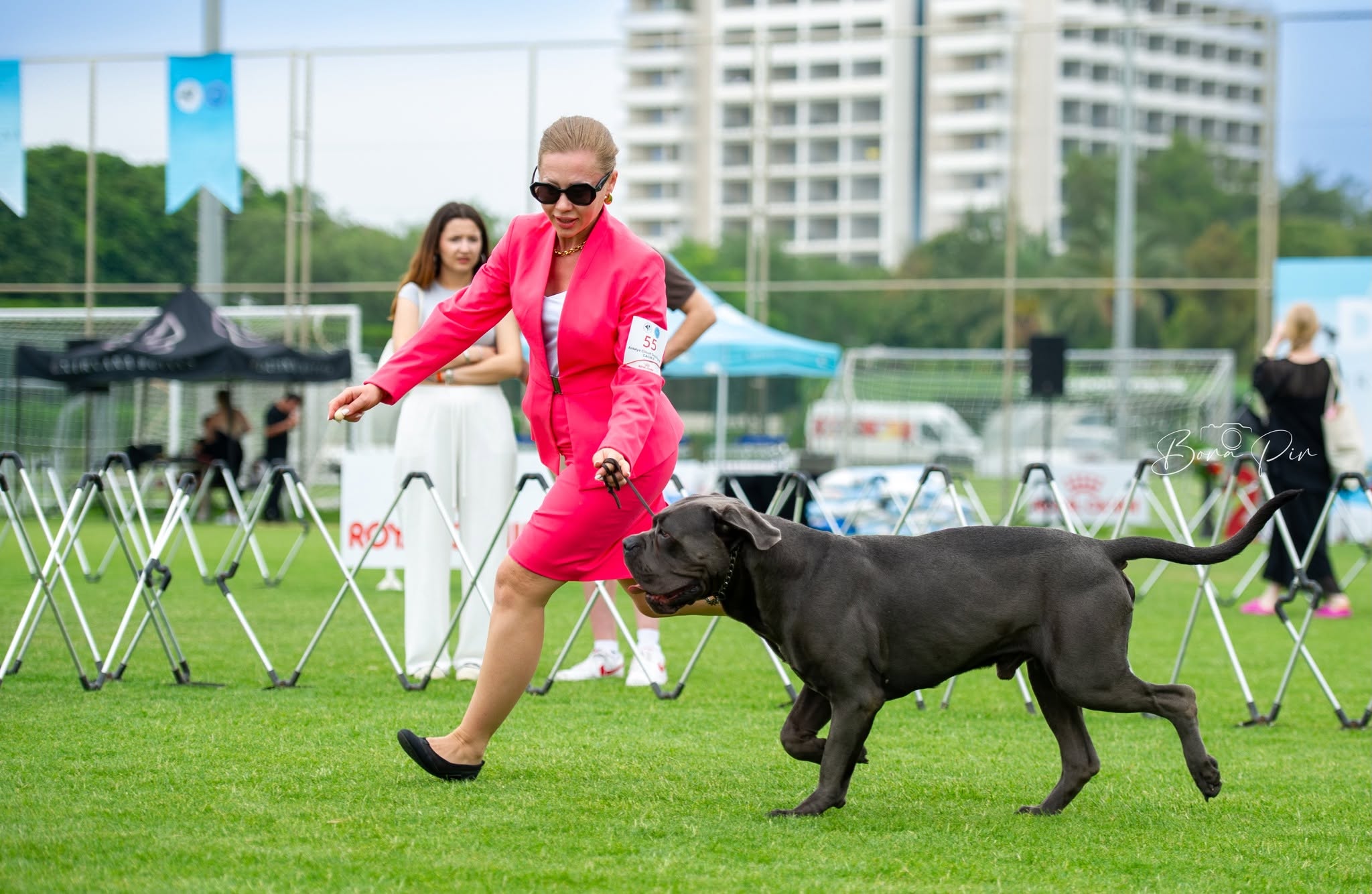 Dog Shows
